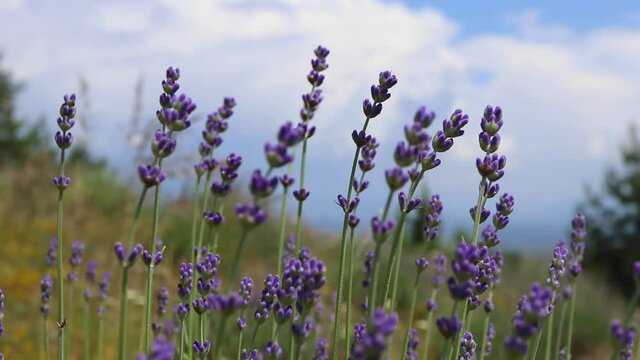 Beautiful violet wild lavender meadow backdrop. A field of purple lavandula herbs blooming in a french provence.