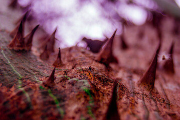 Thorn tree