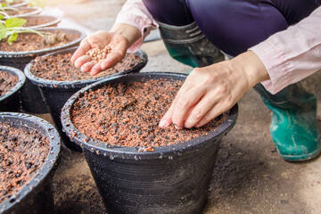 Preparing for planting vegetables. Young women gardening, putting seeds in pots to grow vegetables.