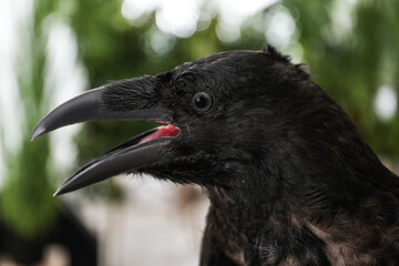 Beautiful common raven with open beak outdoors, closeup