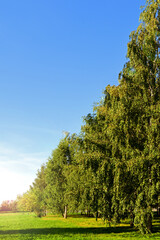 Obraz premium Birch trees in landscape park in golden autumn. Moscow, Russia