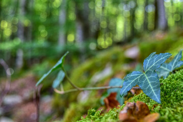 Hojas verdes