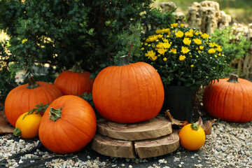 Cozy autumn concept with pumpkins outdoor in the park