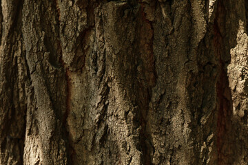 Bark of tree on whole background, close up