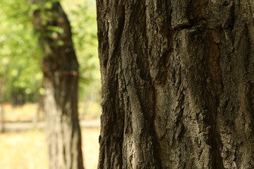 Bark of tree outdoor, space for text