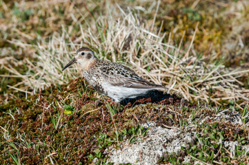 Rock Sandpiper (Calidris ptilocnemis) at St. George Island, Pribilof Islands, Alaska, USA