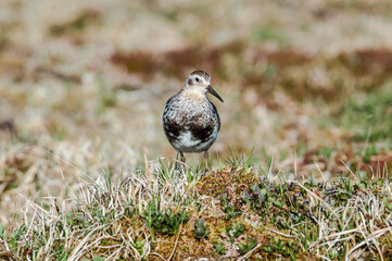Rock Sandpiper (Calidris ptilocnemis) at St. George Island, Pribilof Islands, Alaska, USA