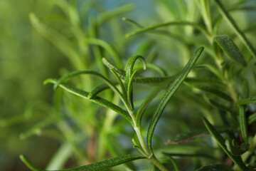 Fresh rosemary and selective focus, close up