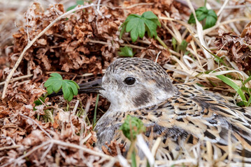 Rock Sandpiper (Calidris ptilocnemis) at nest in St. George Island, Pribilof Islands, Alaska, USA