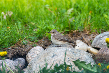 Cute little bird sitting on a rock in a garden.