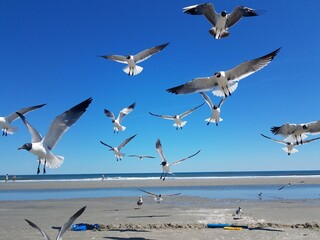 A flock of seagulls flying over the beach in Wildwood NJ