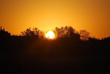 Fototapeta na wymiar Orange Sunset and Black Tree Silhouette 