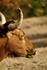 Sleepy Texas longhorn cow portrait in fall farm field vertical view closeup.