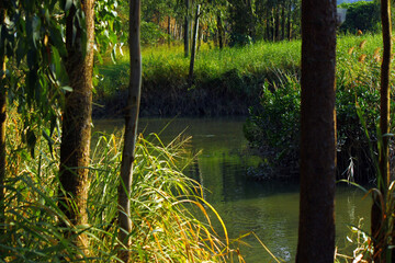 Obraz premium forest view in the morning