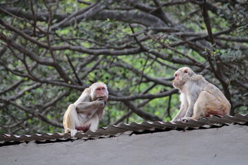group of monkeys