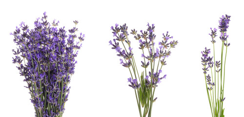 Set of lavender flowers on white background. Banner design - obrazy, fototapety, plakaty