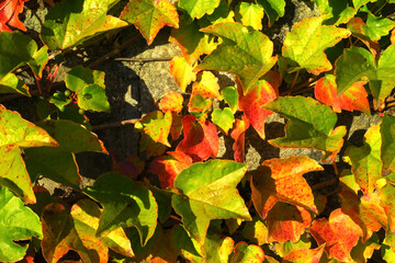 Wilder Wein im September