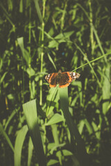 Mariposa en la hoja de una planta