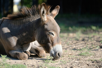 Fototapeta premium Sleepy mini donkey resting in farm field close up.