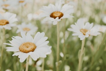 Fototapeta premium daisies in a field