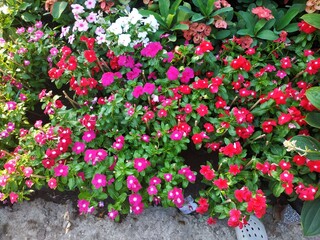 flowers in the garden
