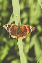 Mariposa en la hoja de una planta