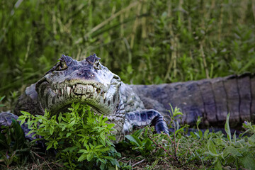 alligator in the swamp, Ibera Park, Argentina