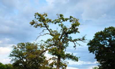 Cloudy sky with Texas tree in landscape.
