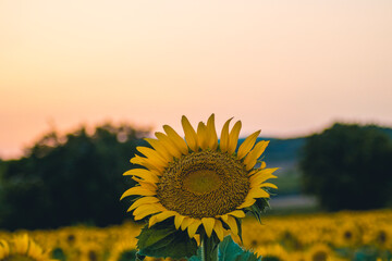 Primer plano girasol al atardecer