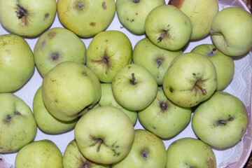Green fresh ripe Antonovka apples heap