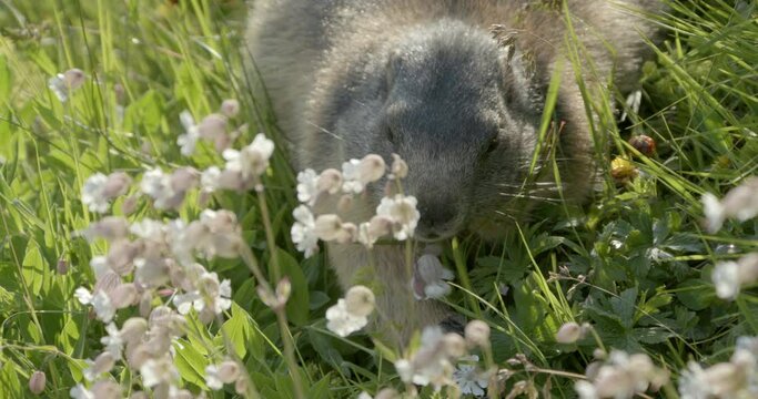 Alpine marmot eating wildflowers