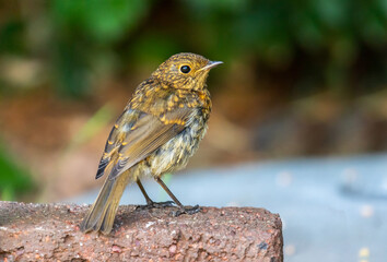 Juvenile European Robin (Erithacus rubecula) stands on brick in Irish garden. Red orange breast color appears after first moult. Side view young bird, selective focus, blurred background