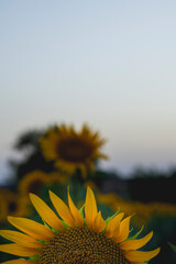 Primer plano girasol al atardecer