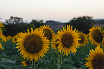 Campo de girasoles al atardecer