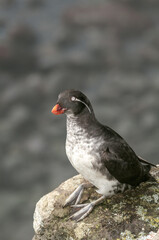 Parakeet Auklet (Aethia psittacula) at St. George Island, Pribilof Islands, Alaska, USA