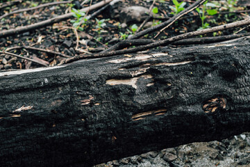 Burnt wood texture, coals. Consequences of a forest fire.
