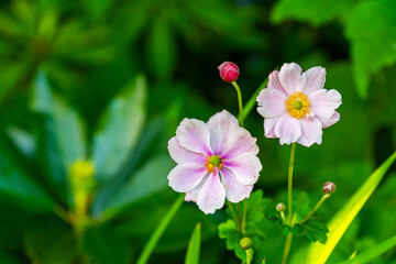 Fototapeta premium Japanese anemone flowers and buds, (Anemone hupehensis japonica). White pink flowers with yellow stamens and green blurred background. Summer garden in Ireland