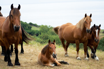 Fototapeta na wymiar A herb of horses in a hill of Cantabria, Spain
