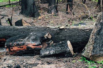 Burnt wood texture, coals. Consequences of a forest fire.