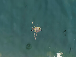 (Notonecta maculata) La notonecte maculée ou abeille d'eau