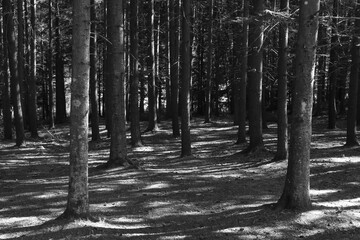 foto in bianco a e nero di un bosco fitto