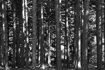 Fototapeta na wymiar foto in bianco e nero di alberi dentro un bosco