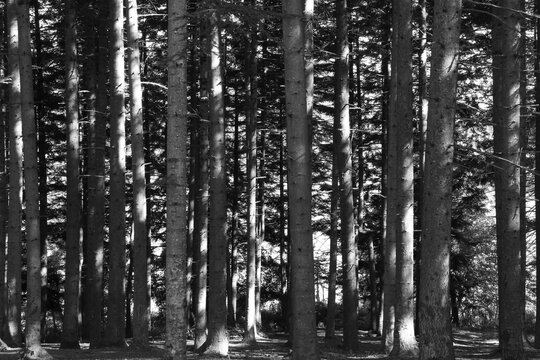 foto in bianco e nero di alberi dentro un bosco