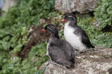 Parakeet Auklet (Aethia psittacula) at St. George Island, Pribilof Islands, Alaska, USA