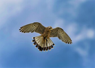 Kestrel