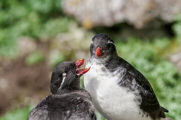 Parakeet Auklet (Aethia psittacula) at St. George Island, Pribilof Islands, Alaska, USA