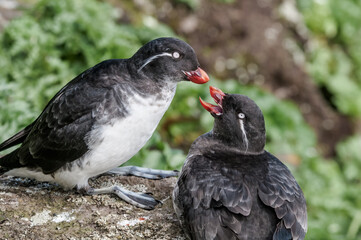 Parakeet Auklet (Aethia psittacula) at St. George Island, Pribilof Islands, Alaska, USA