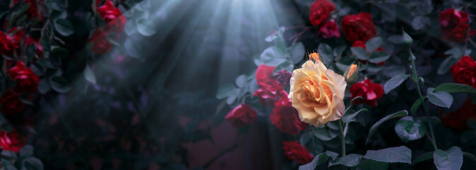 Blooming yellow and red rose flowers and moon light rays in mystical garden on mysterious fairy tale summer floral background, fantasy nature dreamy landscape toned in low key, dark tones and shades © julia_arda
