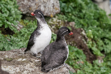 Parakeet Auklet (Aethia psittacula) at St. George Island, Pribilof Islands, Alaska, USA