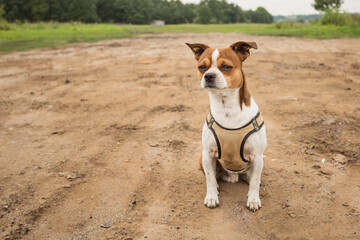 Small dog sitting on country road at summer day 